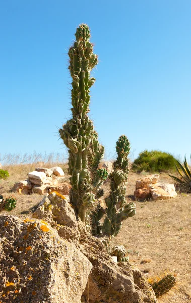 Cactus tegen blauwe hemel — Stockfoto