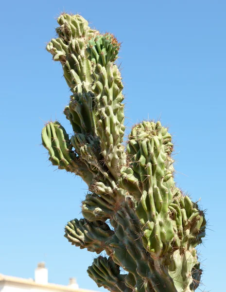 Cactus tegen blauwe hemel — Stockfoto