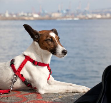 Jack Russel köpek portresi