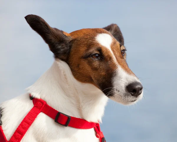 Πορτρέτο ενός σκύλου Jack Russel — Φωτογραφία Αρχείου