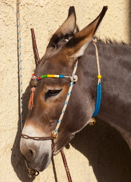 Donkey in Santorini — Stockfoto