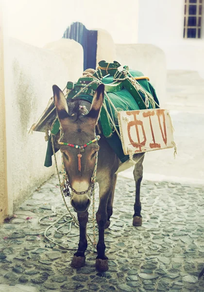 Donkey in Santorini — Stock Photo, Image