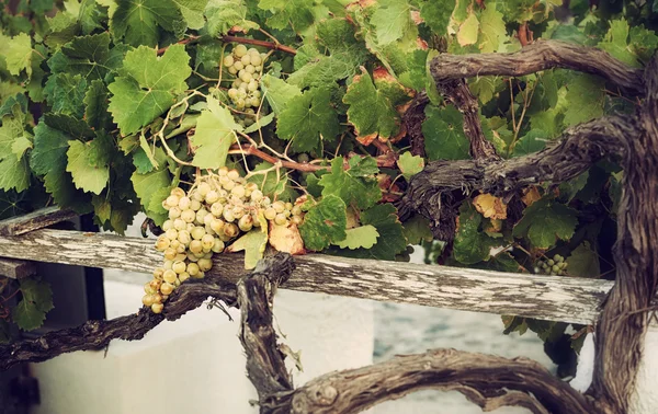 Um monte de uvas brancas na vinha. — Fotografia de Stock