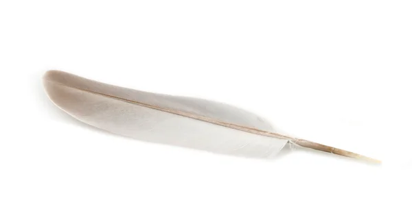 Pluma sobre blanco — Foto de Stock