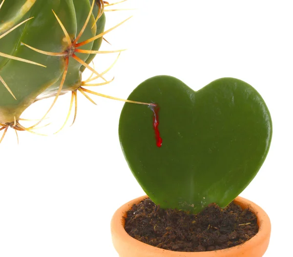 Cactus en forma de corazón mientras es picado por otra planta . — Foto de Stock