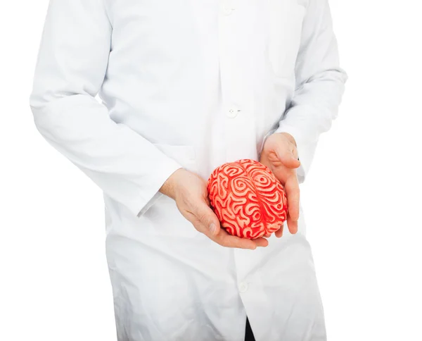 Резиновый мозг человека между рук — стоковое фото