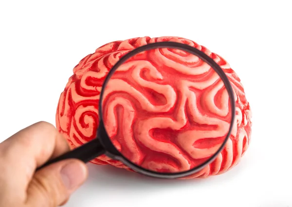 Резиновые мозги видны с лупой — стоковое фото