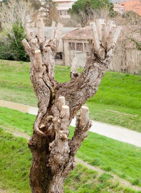 Close up of Pruned Tree