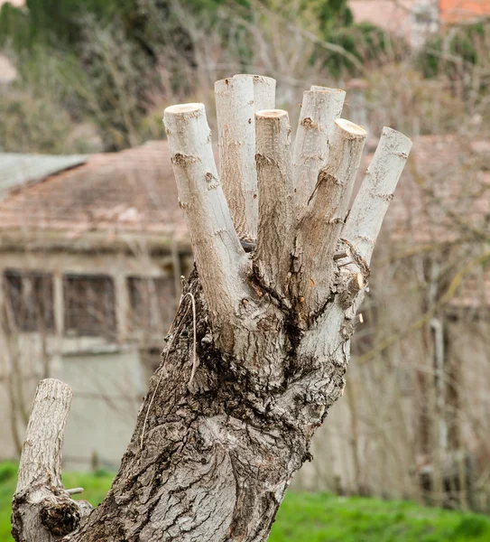 Close up of Pruned Tree — Stockfoto