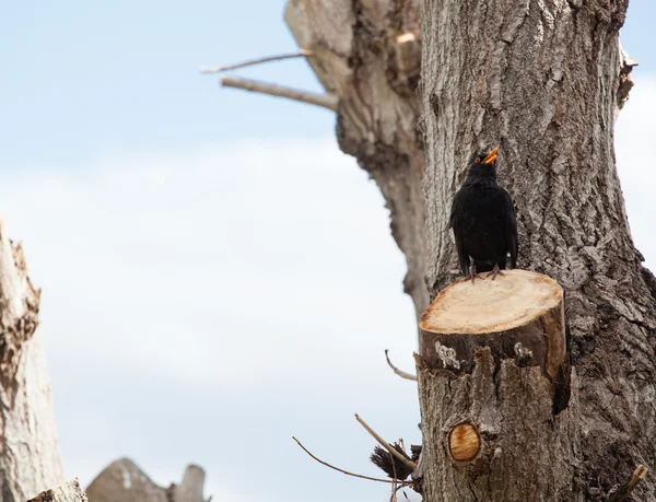 Kos, turdus merula. — Zdjęcie stockowe