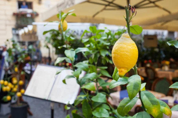 Zamknij się z cytryny przed restauracją w Sorrento. — Zdjęcie stockowe