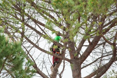 Man pruning pine tree. clipart