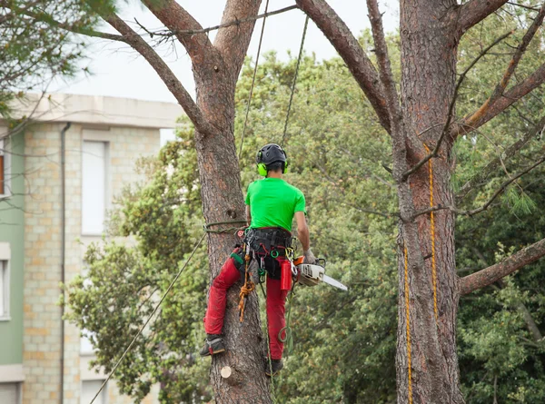 Man pruning pine tree. — Stock Photo, Image
