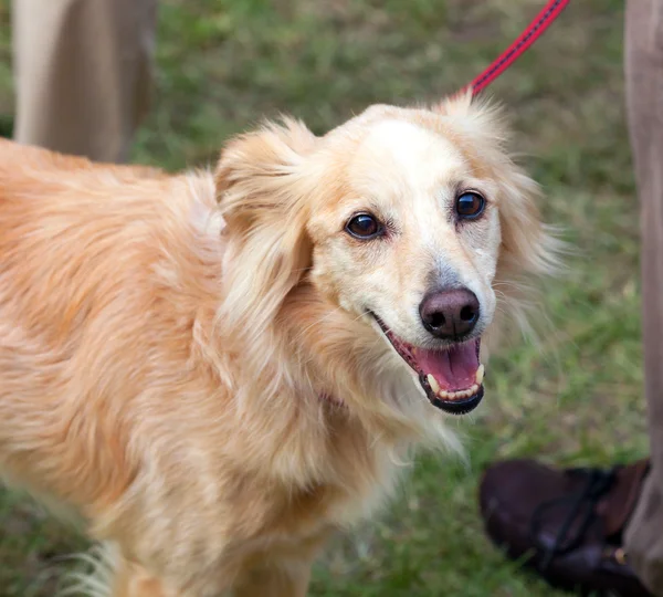 Honey colored dog with leash — Stock Photo, Image