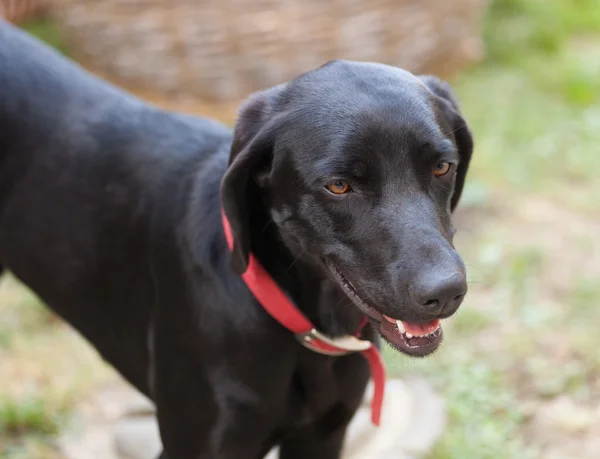 Svart hund — Stockfoto