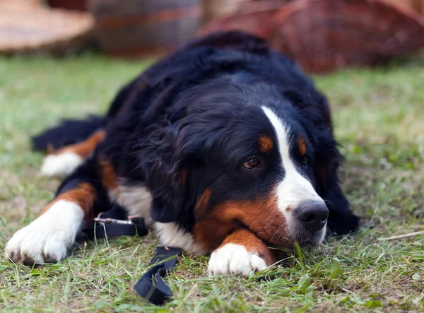 Σκυλί Bernese mountain — Φωτογραφία Αρχείου