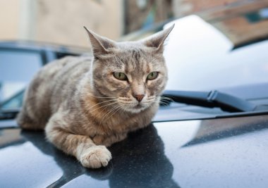 Arabanın kaputuna istirahat oldukça Gri kedi