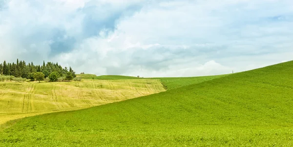 Achtergrond van groene veld met blauwe hemel — Stockfoto