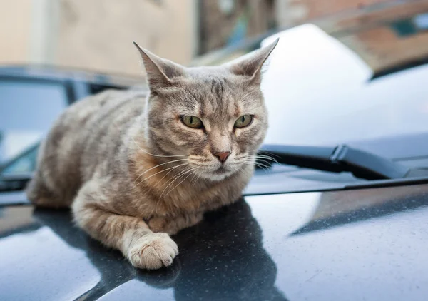 車のボンネットの上に休んでかなり灰色の猫 — ストック写真