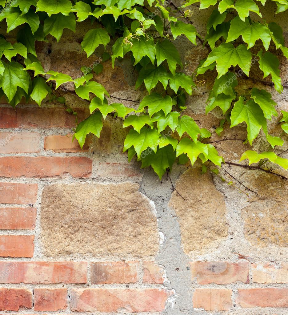 アイビー写真素材 ロイヤリティフリーアイビー画像 Depositphotos