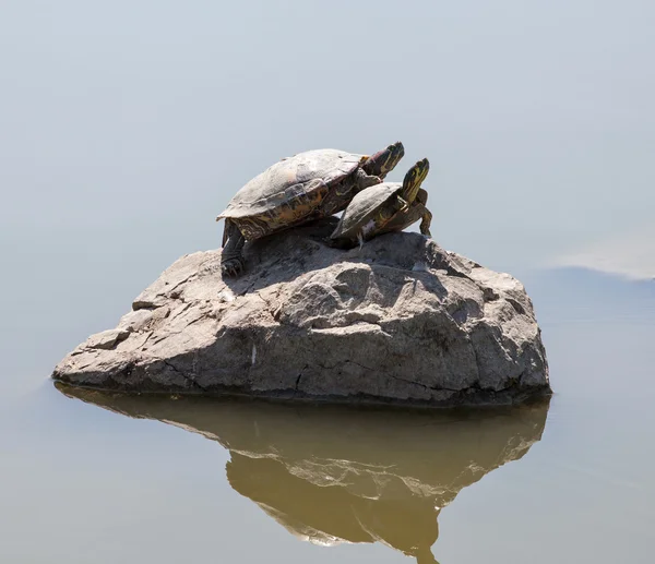 Duas tartarugas aquáticas na rocha — Fotografia de Stock