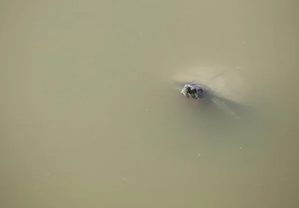 Tartaruga espreitando fora da água da lagoa — Fotografia de Stock