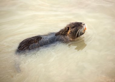 suda yüzen coypu