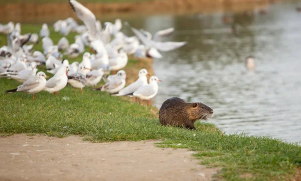 Coypu com gaivotas no parque — Fotografia de Stock