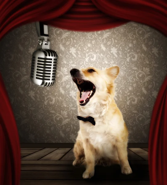 狗在舞台上唱歌 — 图库照片