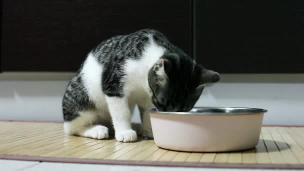 Gatito comiendo en suelo de madera — Vídeo de stock