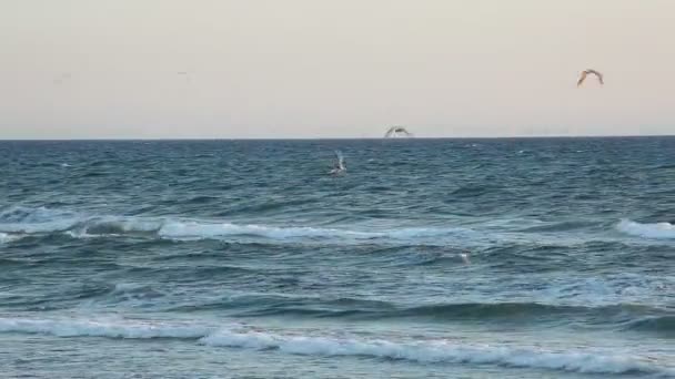 Seagulls on the beach — Stock Video