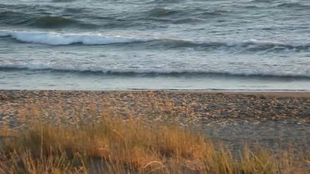 Gaviotas en la playa — Vídeo de stock