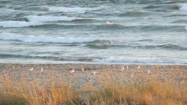 Seagulls on the beach — Stock Video