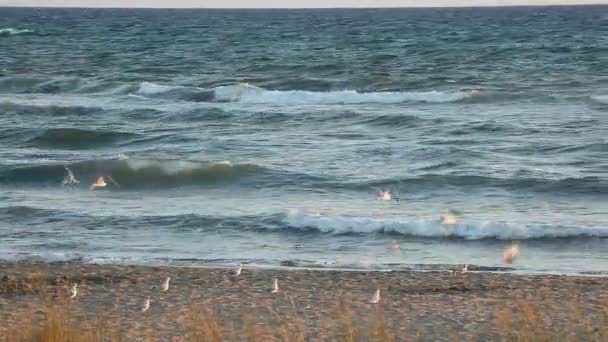 Gaivotas na praia — Vídeo de Stock