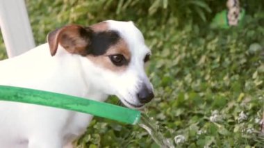 Bahçede içme köpek