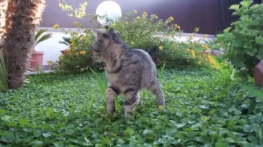 Gargen kedi