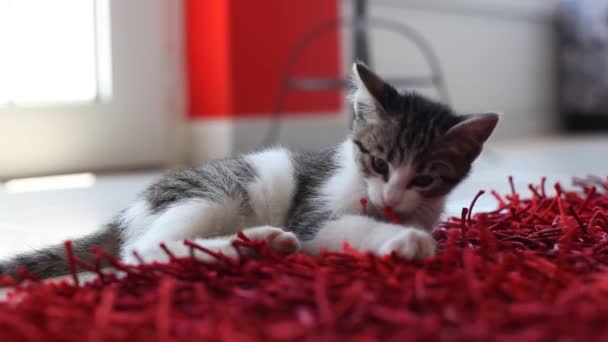 Kitten speelt op de rode loper — Stockvideo