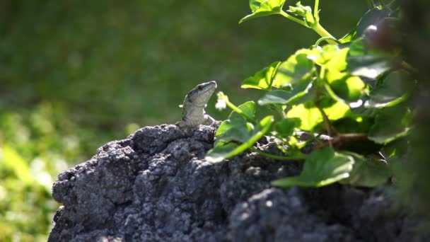 Lézard regardant cross rock — Video