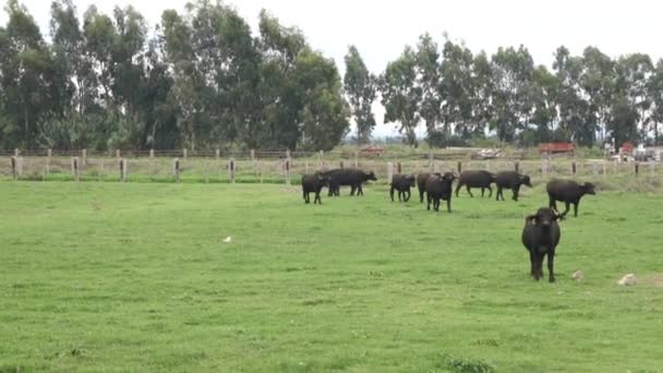 Buffaloes grazing in a green meadow — Stock Video