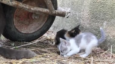 küçük cas birlikte oynuyor