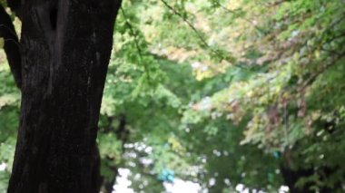 rüzgardan hareket eden ağaç yaprakları