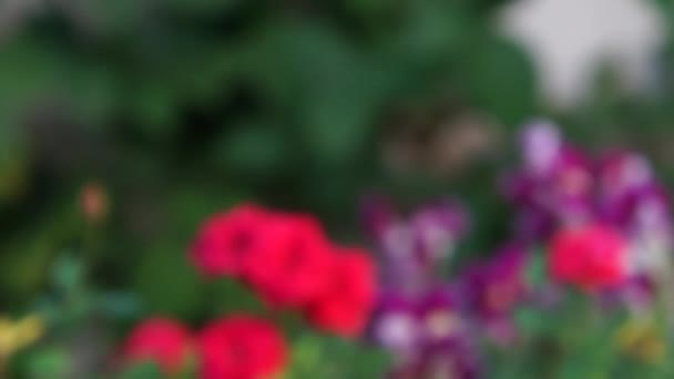 Színes virágok a kertben — Stock videók