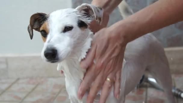 Человек моет свою собаку — стоковое видео