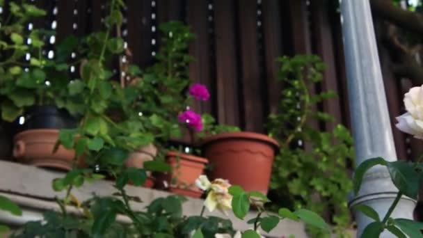 Dolly Yellow rose — Stock Video