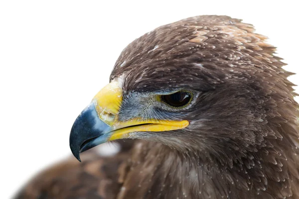 Aquila reale da vicino — Foto Stock