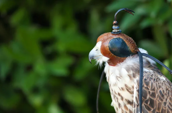 Falco pellegrino con maschera — Foto Stock