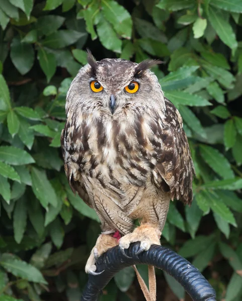 Burung Hantu Bertanduk Besar — Stok Foto