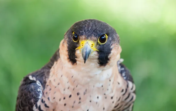 Peregrine Şahini — Stok fotoğraf