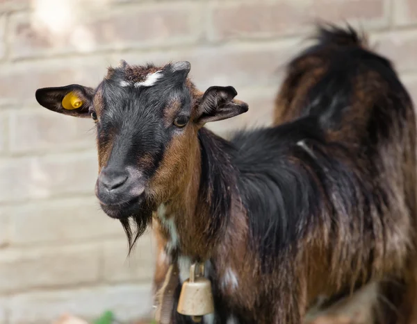 Kamerunské ovce — Stock fotografie