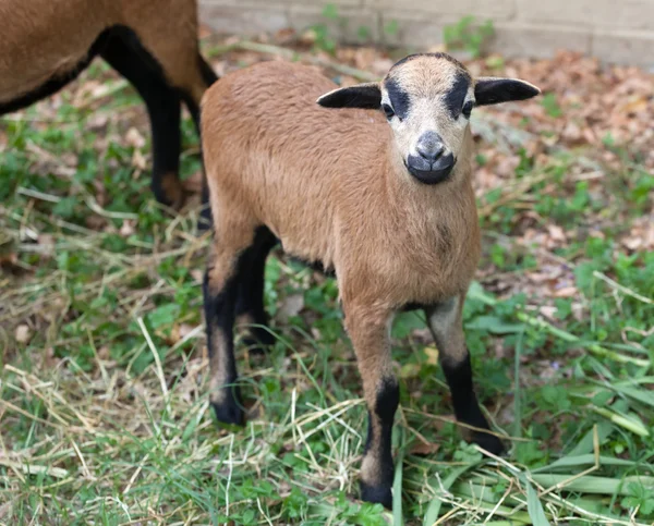 Unga får Kamerun — Stockfoto